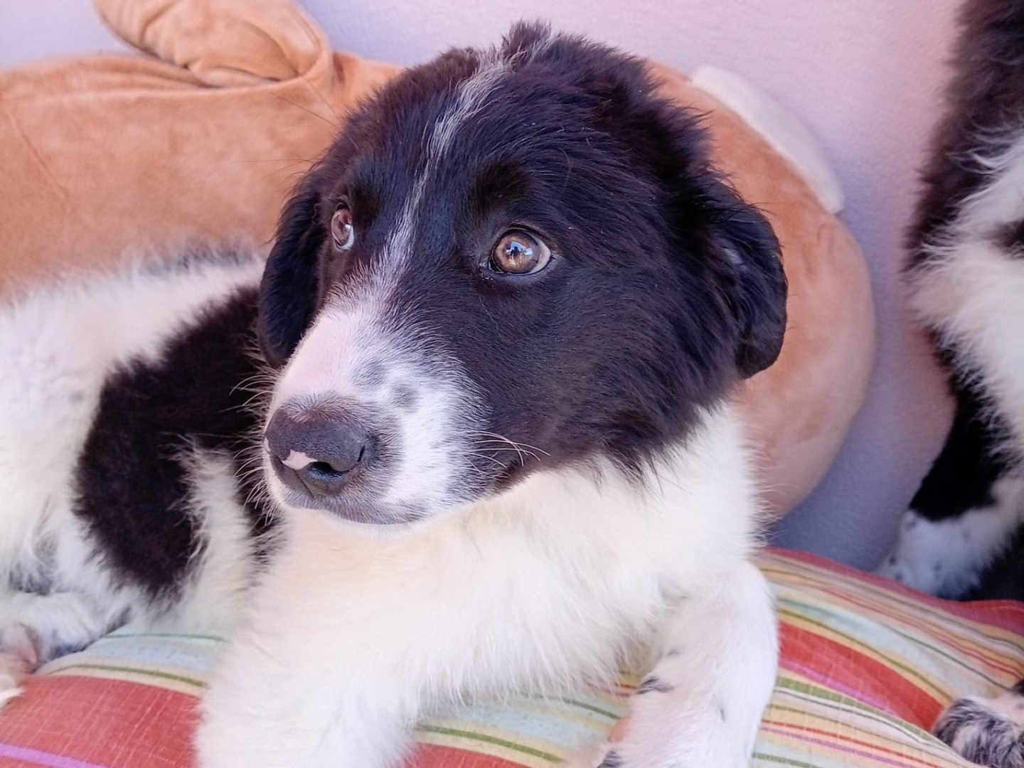 Adotta un cane, femmina, 3 mesi, Messina