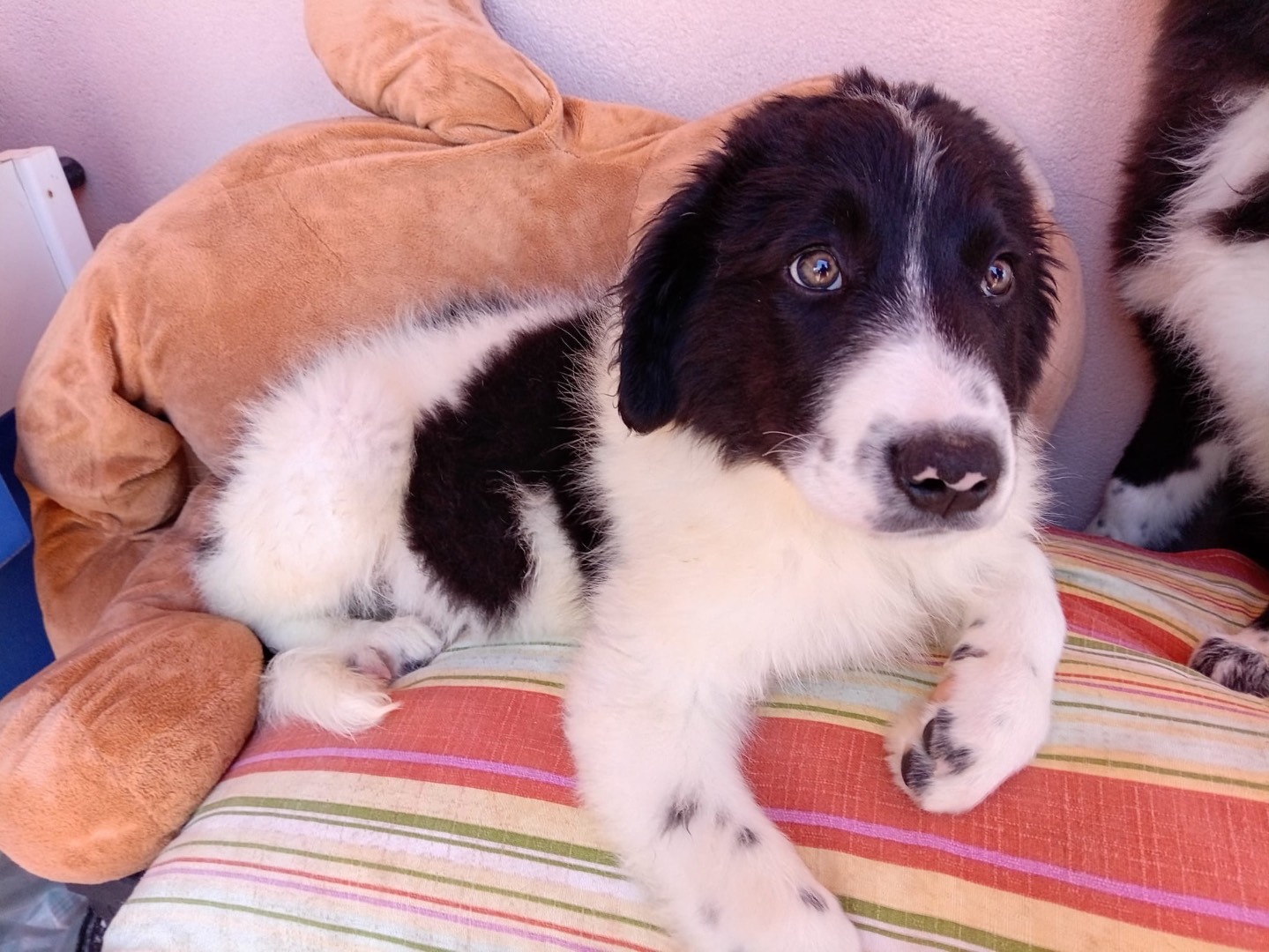 Vuoi adottare un cane a Messina?