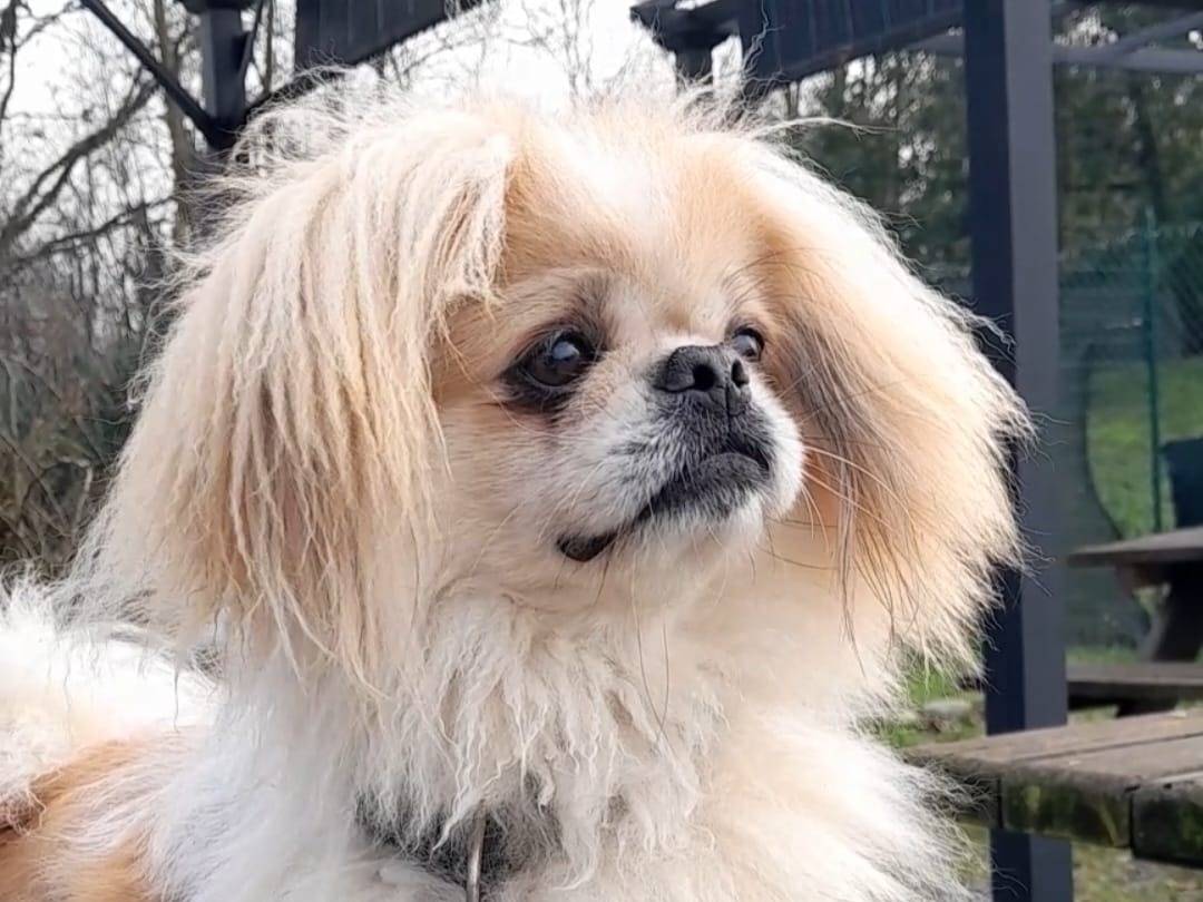 Adozione cane, femmina, Pechinese Razza sconosciuta, 3 anni e 6 mesi, taglia piccola, Novara