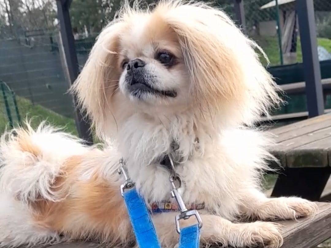 Adotta un cane, taglia piccola, femmina, Novara