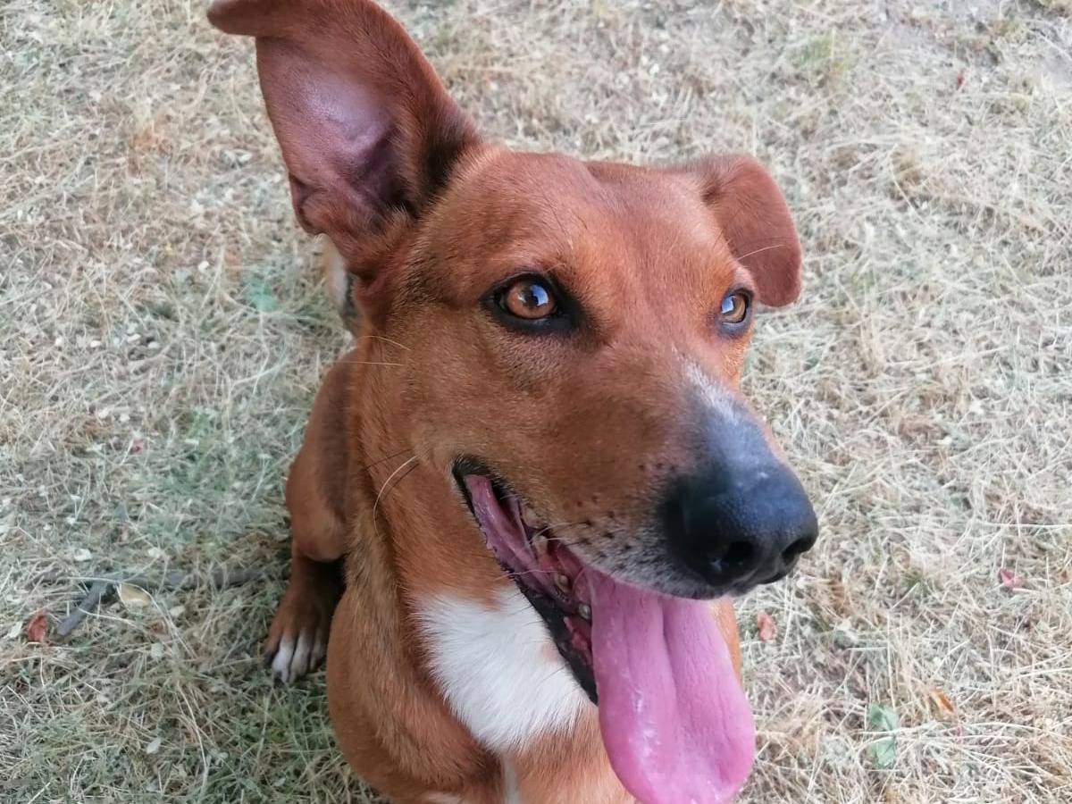 Adozione cane, maschio, Razza sconosciuta Razza sconosciuta, 5 anni e 5 mesi, taglia media contenuta, Novara