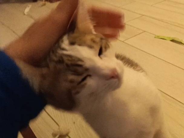 Foto 1 dell'animale