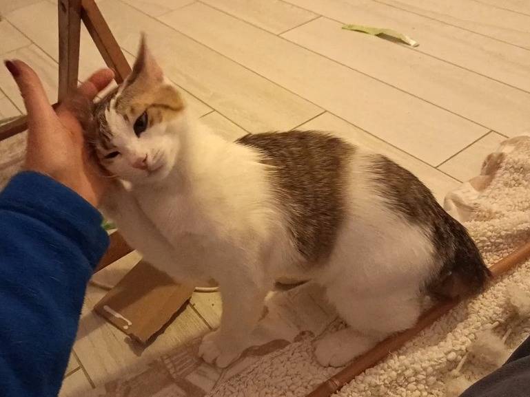 Adotta il gatto Benny a Milano