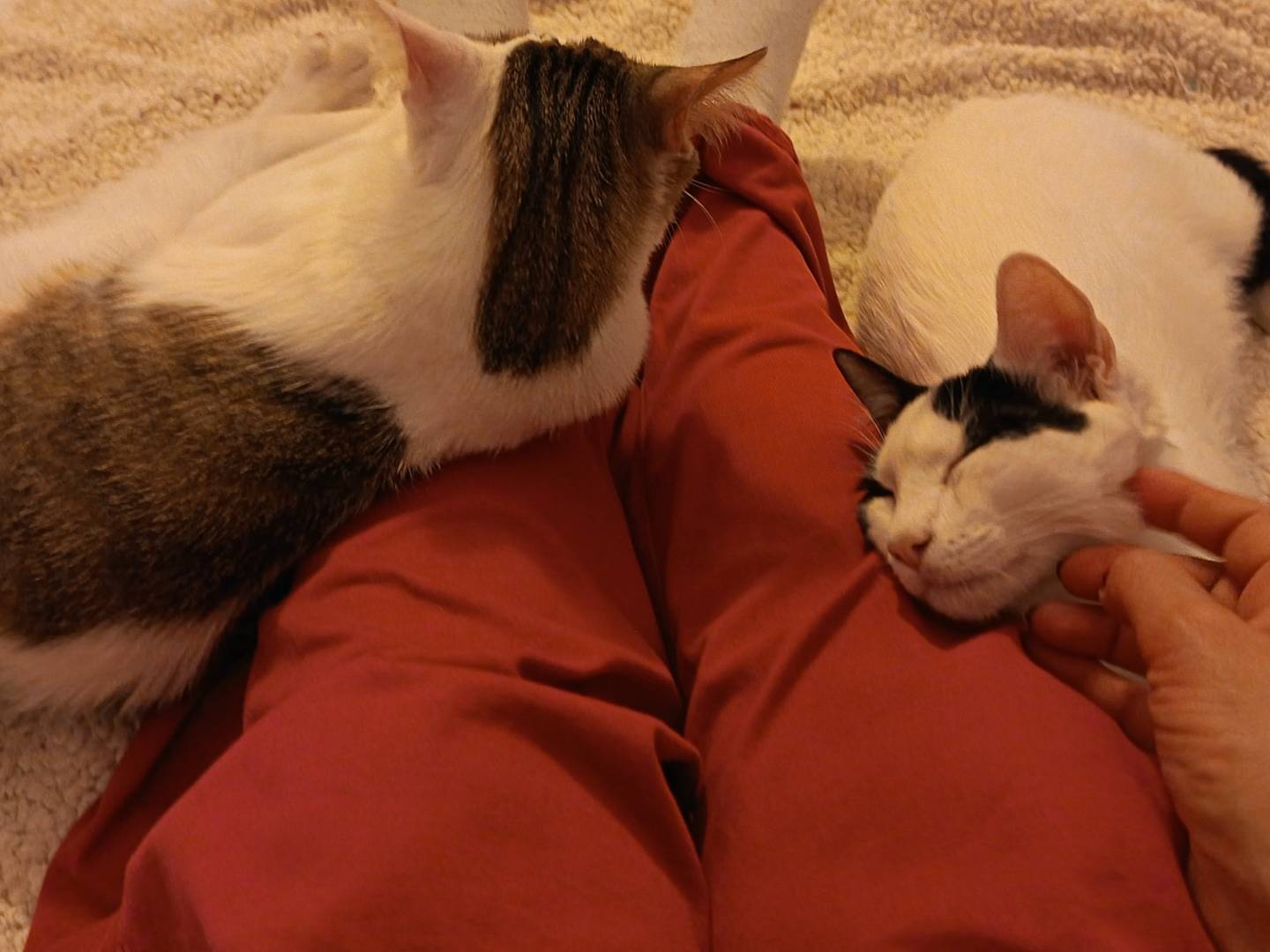 Adotta il gatto Cappy a Milano