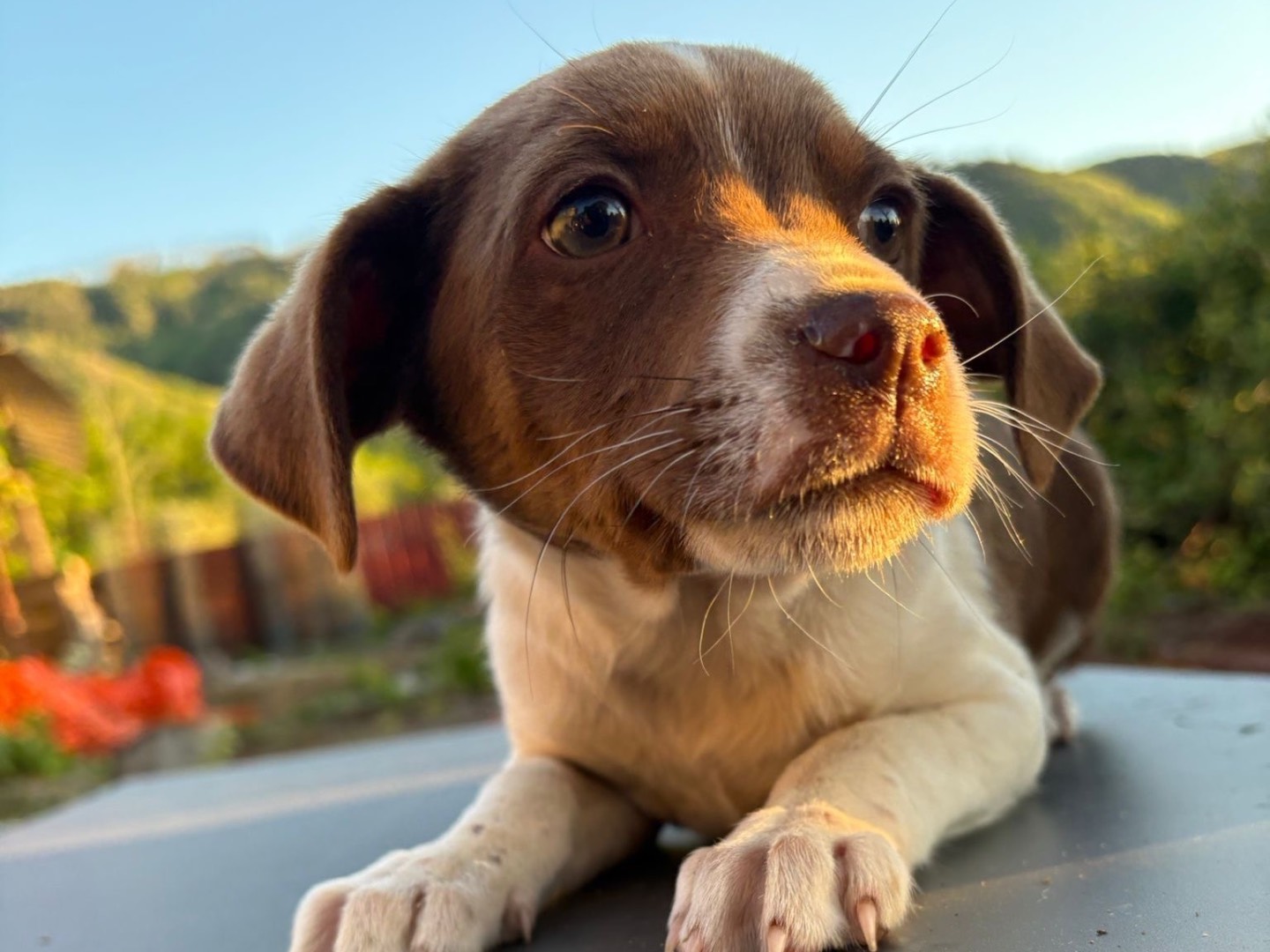Adozione cane, femmina, Razza sconosciuta Razza sconosciuta, 3 mesi, taglia media, Vibo