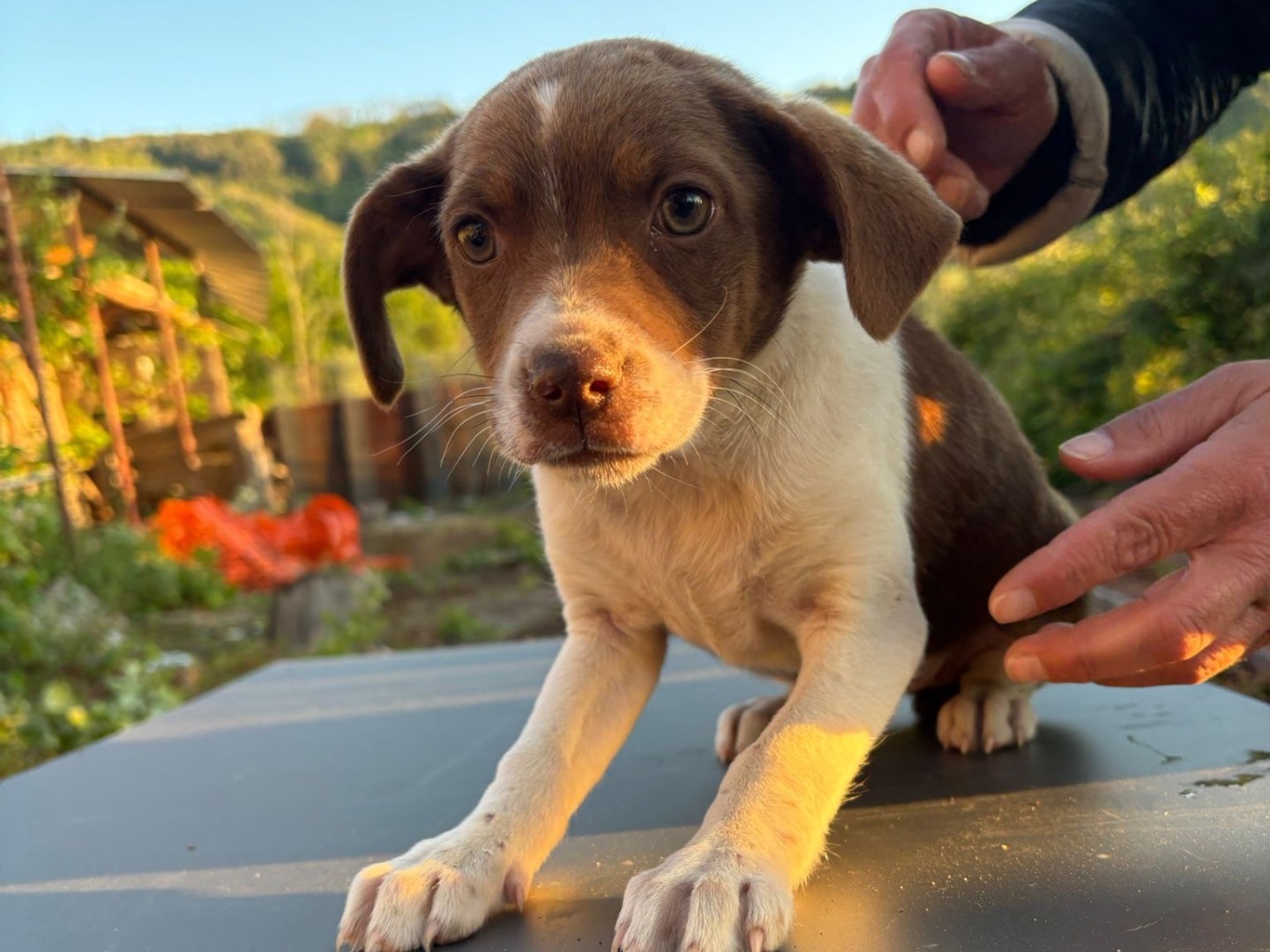 Adotta un cane, taglia media, femmina, Vibo