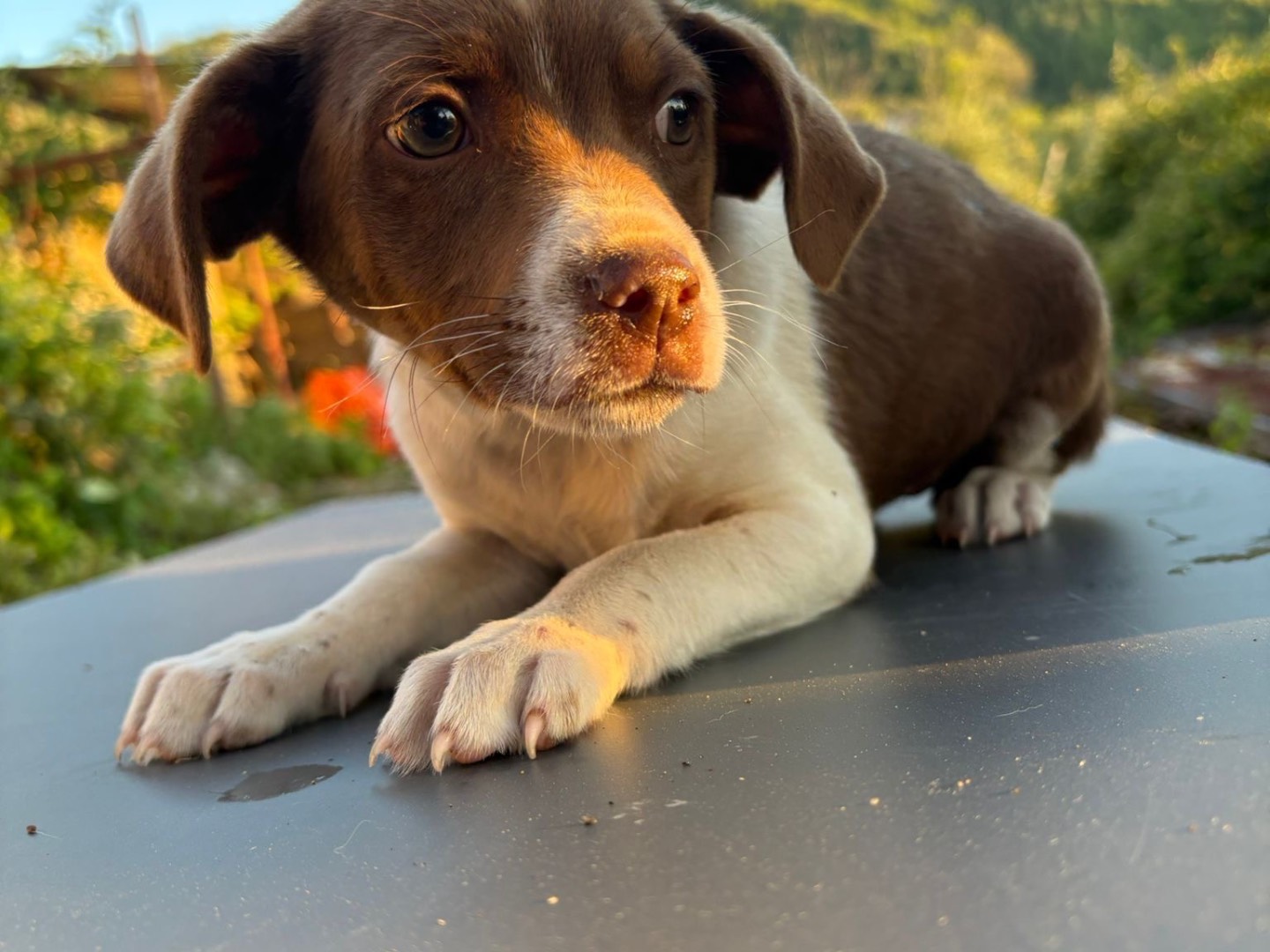 Vuoi adottare un cane a Vibo?
