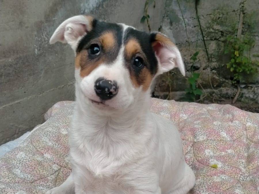 Foto 1 dell'animale