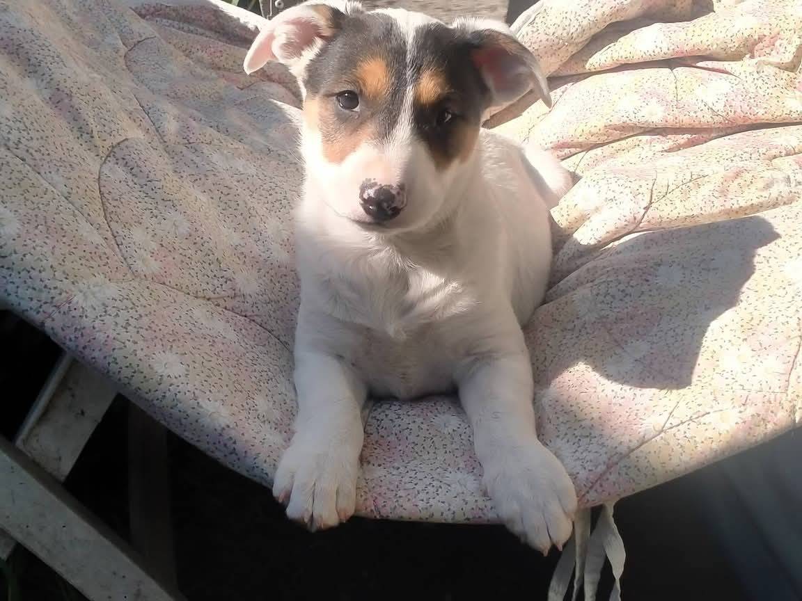 Adotta un cane, maschio, 2 mesi, Napoli