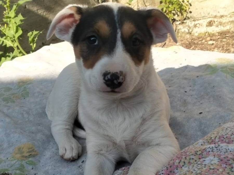 Vuoi adottare un cane a Napoli?