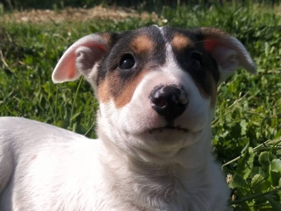 Adotta il cane Rubi a Napoli
