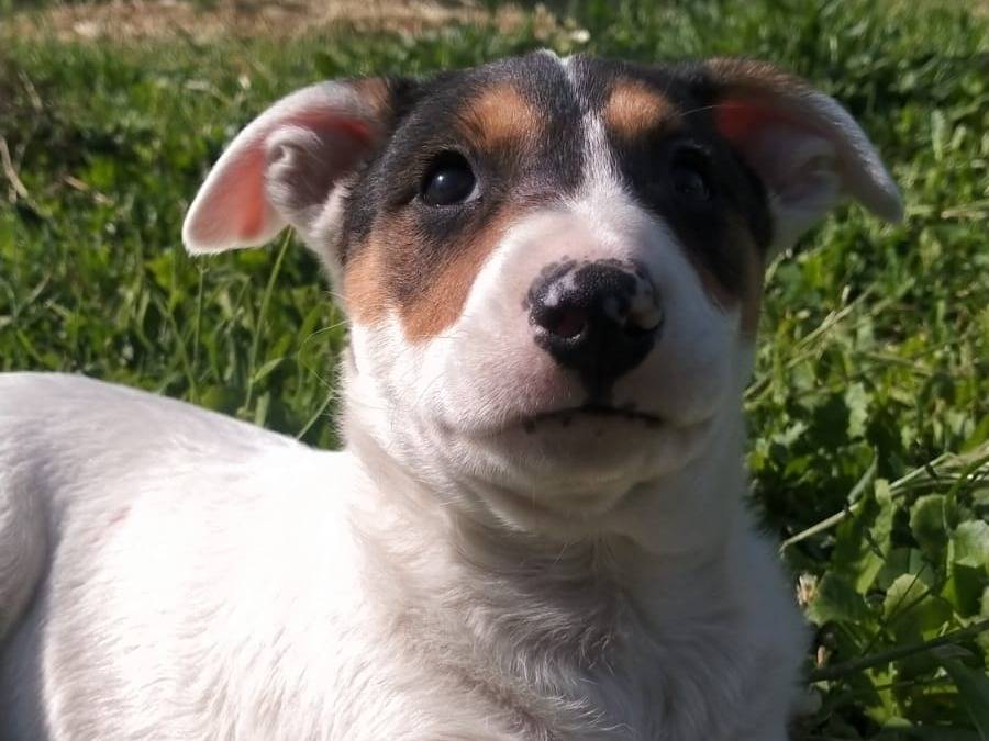 Foto 3 dell'animale