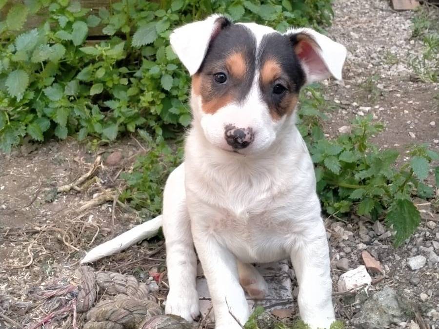 Vuoi adottare un cane a Napoli?