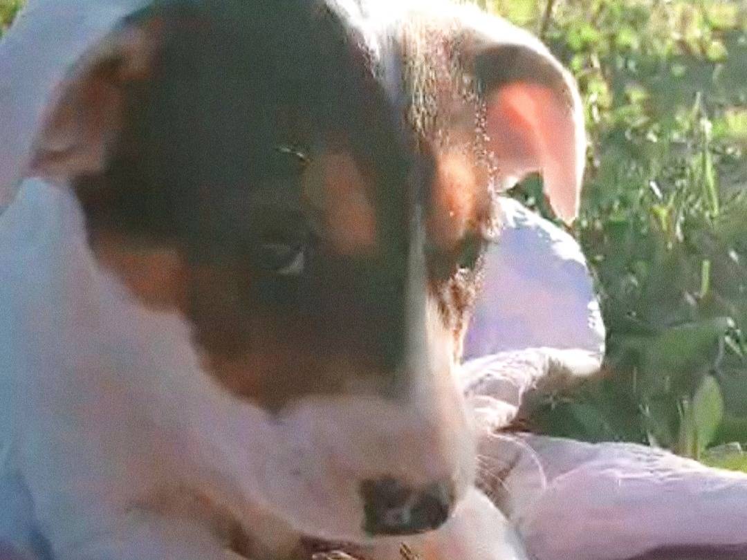 Adotta il cane Ruby a Napoli