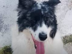 Adozione cane, maschio, Razza sconosciuta Razza sconosciuta, 5 anni e 8 mesi, taglia piccola, Agrigento