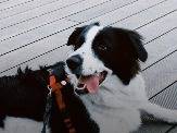 Adozione cane, maschio, Razza sconosciuta Razza sconosciuta, 3 anni e 10 mesi, taglia piccola, Agrigento