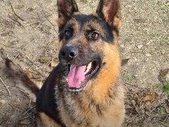 Adozione cane, maschio, Razza sconosciuta Razza sconosciuta, 1 anno, taglia media contenuta, Agrigento