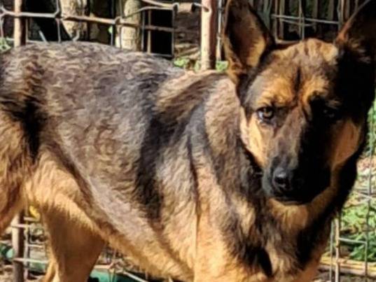 Adozione cane, maschio, Razza sconosciuta Razza sconosciuta, 2 anni e 1 mese, taglia piccola, Agrigento