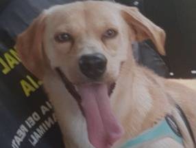 Adozione cane, maschio, Razza sconosciuta Razza sconosciuta, 4 anni e 9 mesi, taglia piccola, Reggio