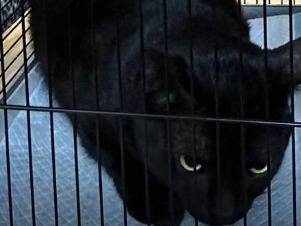 Adozione gatto, maschio, Razza sconosciuta Razza sconosciuta, 10 mesi, taglia non valida, Reggio