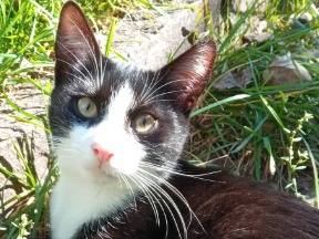 Adozione gatto, maschio, Razza sconosciuta Razza sconosciuta, 3 anni, taglia non valida, Reggio