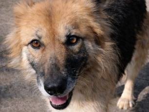 Adozione cane, maschio, Razza sconosciuta Razza sconosciuta, 2 anni, taglia piccola, Reggio