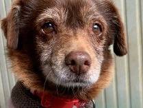 Adozione cane, femmina, Razza sconosciuta Razza sconosciuta, 1 anno e 2 mesi, taglia piccola, Messina