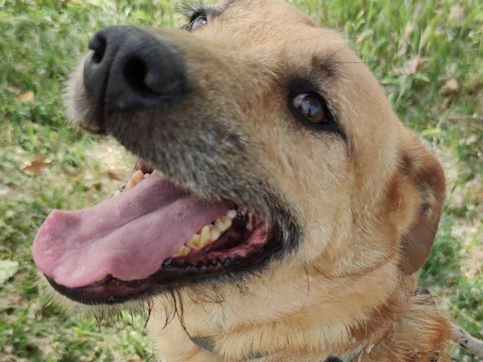 Adozione cane, femmina, Razza sconosciuta Razza sconosciuta, 5 anni e 11 mesi, taglia media contenuta, Messina