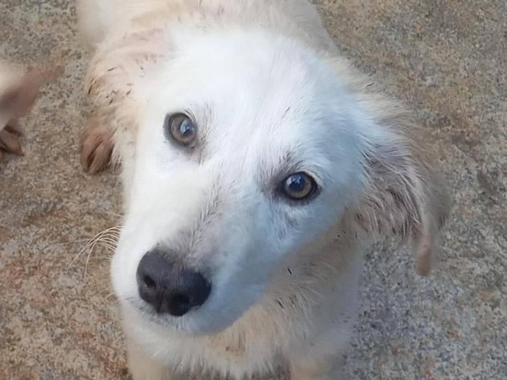 Adozione cane, maschio, Razza sconosciuta Razza sconosciuta, 5 mesi, taglia media, Cosenza