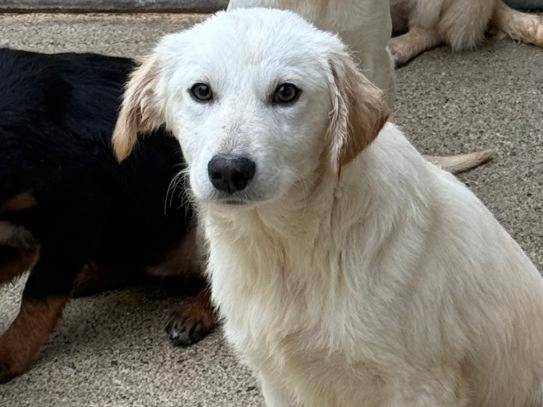 Adotta un cane, taglia media, maschio, Cosenza