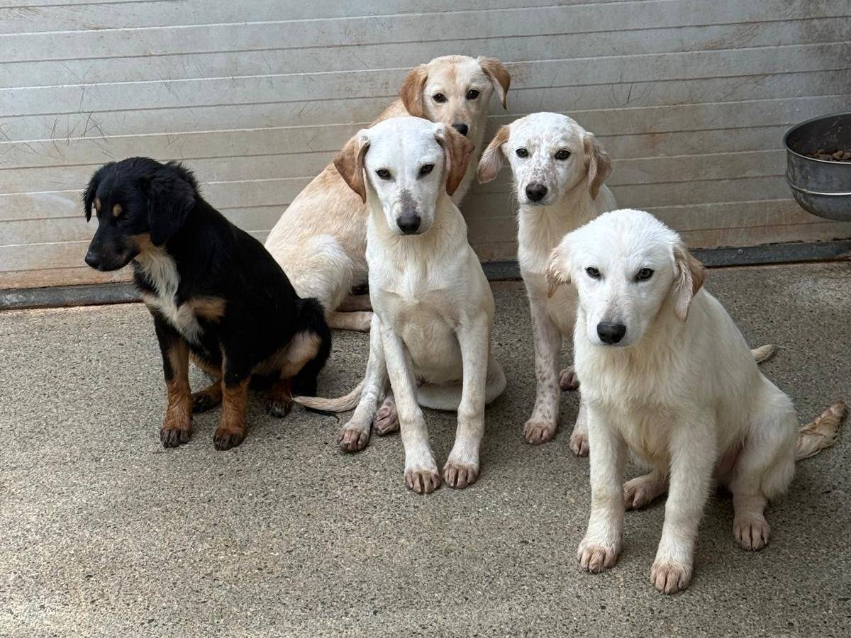 Adotta il cane White  a Cosenza