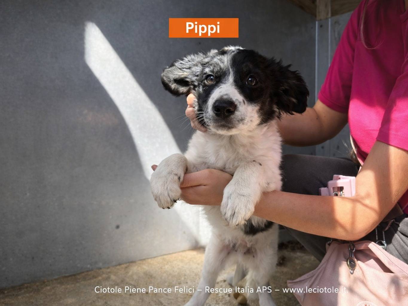 Adozione cane, femmina, Razza sconosciuta Razza sconosciuta, 3 mesi, taglia piccola, Avellino