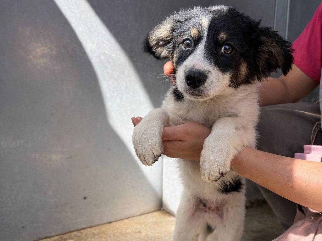 Adotta un cane, taglia piccola, femmina, Avellino