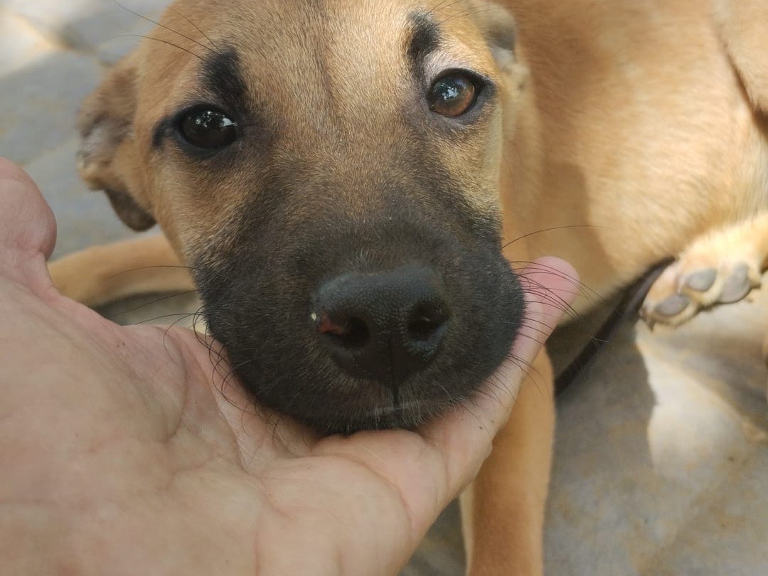 Adotta un cane, femmina, 4 mesi, Vibo