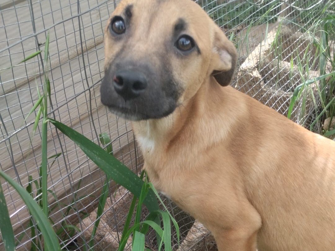 Adozione cane, femmina, Razza sconosciuta Razza sconosciuta, 4 mesi, taglia media, Vibo