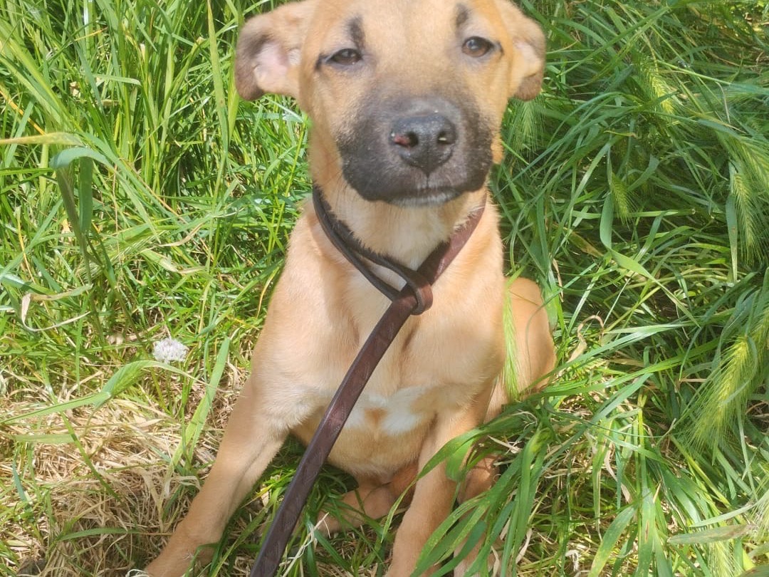 Adotta un cane, taglia media, femmina, Vibo