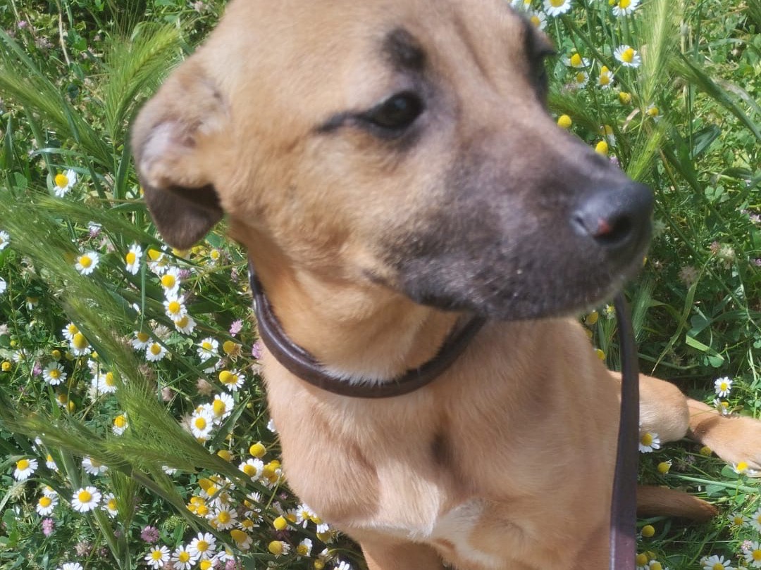Vuoi adottare un cane a Vibo?