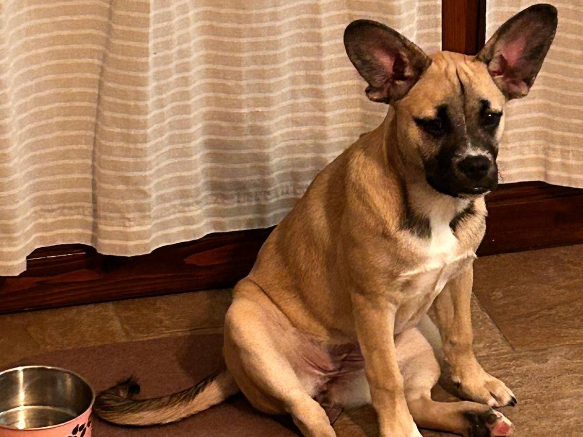 Adozione cane, femmina, Bulldog francese Razza sconosciuta, 9 mesi, taglia media contenuta, Varese
