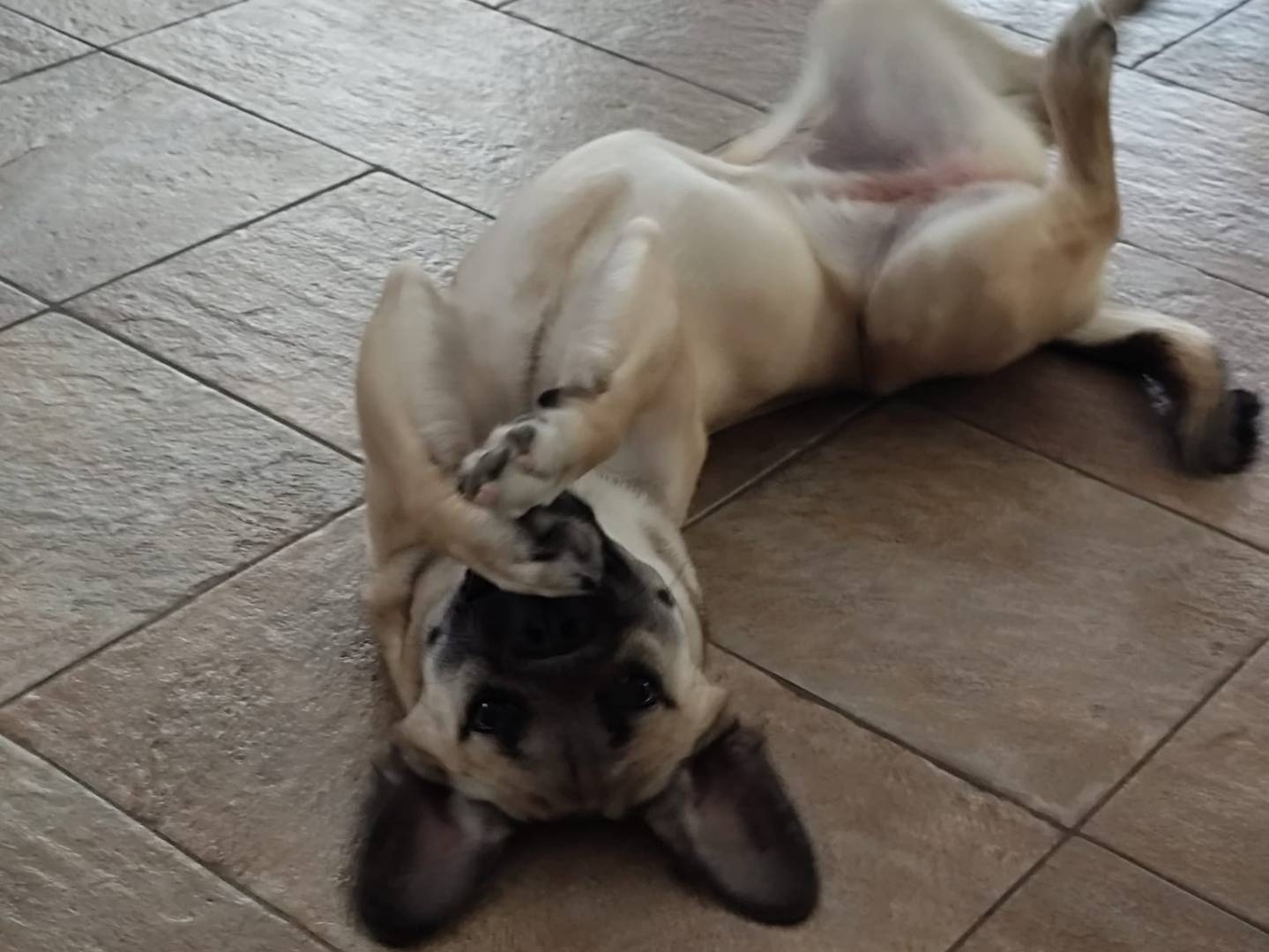 Adotta un cane, femmina, 9 mesi, Varese