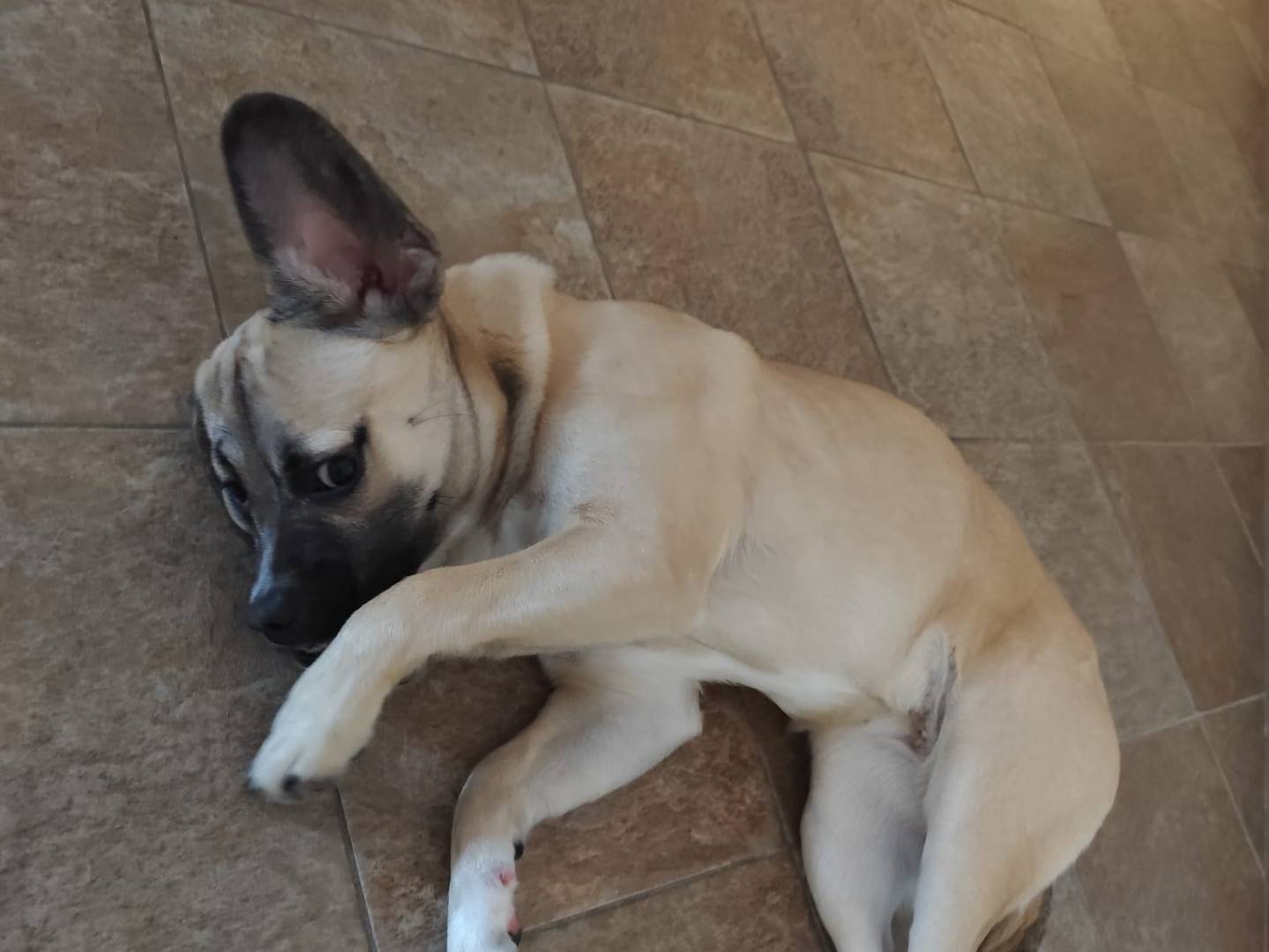 Adotta un cane, taglia media contenuta, femmina, Varese