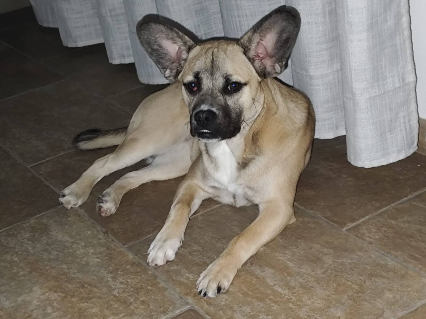Vuoi adottare un cane a Varese?