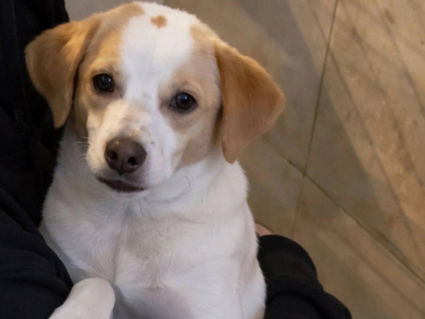 Adozione cane, maschio, Razza sconosciuta Razza sconosciuta, 9 mesi, taglia media contenuta, Torino