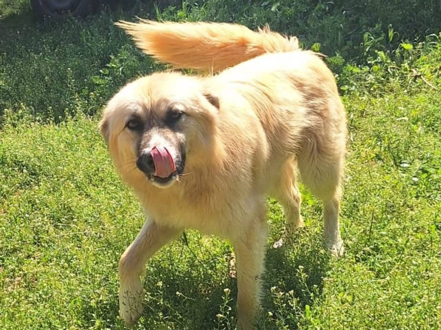 Adozione cane, femmina, Razza sconosciuta Razza sconosciuta, 1 anno e 2 mesi, taglia media, Torino