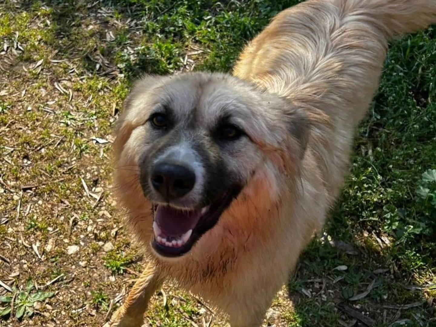Adotta un cane, femmina, 1 anno e 2 mesi, Torino