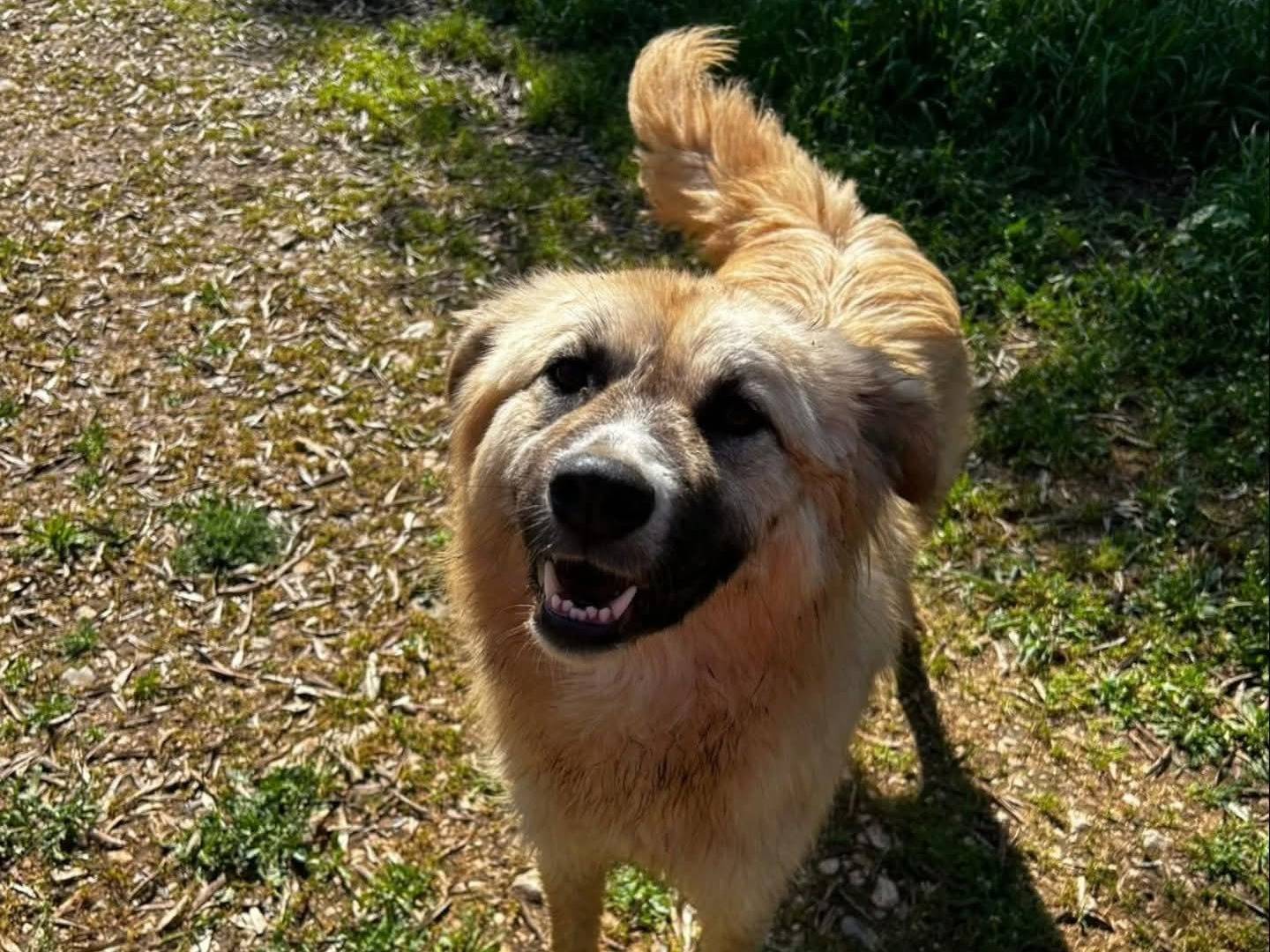 Adotta un cane, taglia media, femmina, Torino