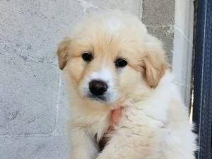 Adozione cane, maschio, Razza sconosciuta Razza sconosciuta, 2 mesi, taglia grande, Taranto