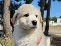 Adozione cane, maschio, Razza sconosciuta Razza sconosciuta, 2 mesi, taglia grande, Taranto