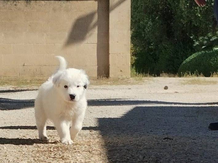 Adozione cane, maschio, Razza sconosciuta Razza sconosciuta, 2 mesi, taglia grande, Taranto