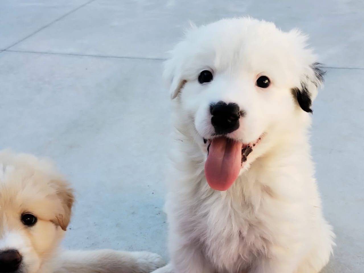 Adotta un cane, maschio, 2 mesi, Taranto