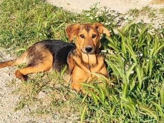 Adozione cane, femmina, Razza sconosciuta Razza sconosciuta, 5 mesi, taglia media, Taranto